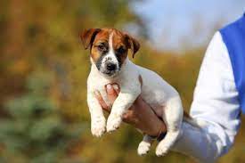 How Big Is A Full Grown Jack Russell Height Weight More