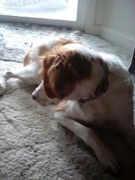 Look Away From The Camera Or Else Funny Dogs Cute Animals Animals