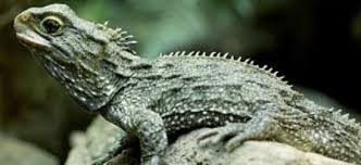 Tuatara Kozanbilgi Net Hayvanlar