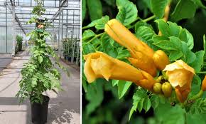 Plant tropical hibiscus climbing hibiscus pink flower vine winter hibiscus hibiscus flower colors braided hibiscus tree hibiscus moscheutos plant hawaiian hibiscus flower rainbow hibiscus. Campsis Radicans Yellow Trumpet Flava Trumpet Vine Climbing Garden Plants Online