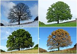 What is a solar analemma? Season Wikipedia