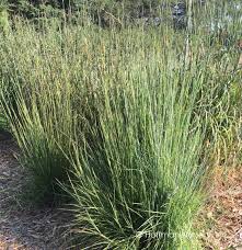 Image result for Stolzia compacta