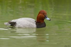 Bird With Red Head And Gray Body Common Pochard Page Cute Birds Bird Species Bird