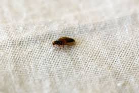 Image result for bed bugs droppings