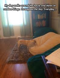 Joyreactor.com is a place where you can find the newest and the funniest comics, cool gif images, different kinds of beautiful pictures and digital art. 37 Funny Animal Memes That Will Have You Laughing Out Loud