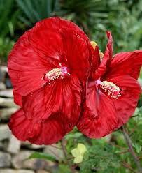 Image result for Hibiscus barbosae