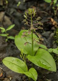 Image result for Liparis nervosa