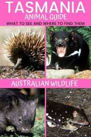 He is a vicious and ravenous glutton who serves as a recurring enemy to bugs bunny and daffy duck. Tasmania Animal Guide Including Where To Find Them Animal Guides Tasmania Tasmania Travel