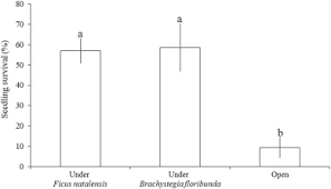 Image result for Dissotis johnstoniana