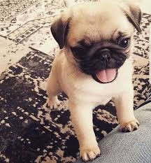 Black And Tan Pug Pug Lovers Club On Instagram From Nachothapug Shop For Pug Lovers Lnstadogclub Bio Cutepugpuppies In 2020 Baby Pugs Cute Pug Puppies Pug Puppies