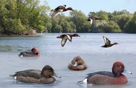 File Ferruginous Duck From The Crossley Id Guide Britain And