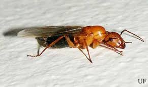 • if you are finding flying ants inside your home, it is likely that those ants are carpenter ants. Florida Carpenter Ant Camponotus Floridanus Buckley And Camponotus Tortuganus Emery