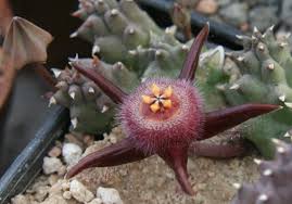 Image result for Duvalia polita