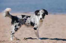 We work to produce dogs that can thrive in an active pet or performance lifestyle. Is The Blue Merle Border Collie Right For You Bordercolliehealth