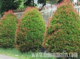 We did not find results for: Manfaat Pohon Pucuk Merah Untuk Taman Rumah Minimalis Anda
