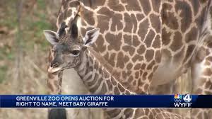 Naming Rights For Baby Giraffe Up For Bids At Greenville Zoo