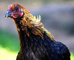 They can reach a size of 12+ lbs (one roo is 15 lbs, and my other is 12 lbs. 4 Unusual European Chicken Breeds For Your Flock Hobby Farms