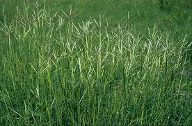 Image result for Bothriochloa