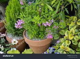 Image result for Hionanthera
