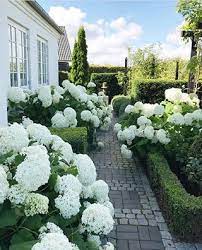 Decorating With White Hydrangeas My Favorite Flower Hydrangea Garden White Gardens Beautiful Gardens