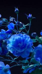 Real Black And Blue Flowers Rose Buds Garden Blue Black Background 38655 640x1136 Blue Flowers Pretty Flowers Blue Roses