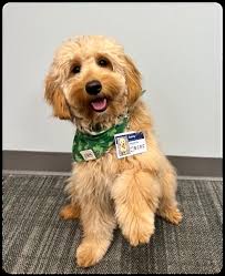 BCRC helped raise $1,099 to benefit Special Olympics as a number of clients  and staff participated in the Polar Plunge this past