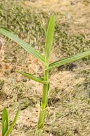 Image result for Fuirena obcordata