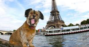 Turn of the century references conceptualized turn of the century references conceptualized the law of attraction as relating to physical structure and to how matter develops. Dogs And Cats No Longer Considered Property In France Dogtime