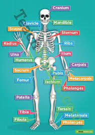 The Human Skeletal System Poster Medical Anatomy Human Skeletal System Human Anatomy And Physiology