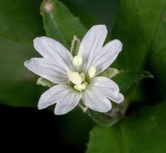 Image result for Equilabium pauciflorum