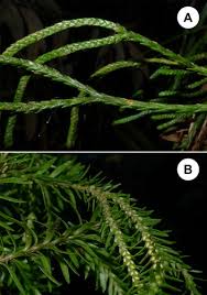 Image result for Huperzia dacrydioides