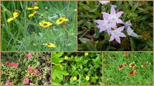 Check spelling or type a new query. Weeds Or Wildflowers Florida Edition A Full Time Life