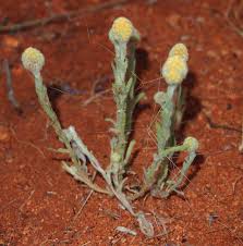 Image result for Calostephane