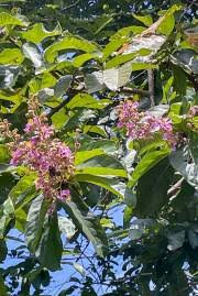 Image result for Galpinia transvaalica