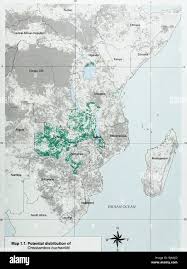 Image result for Oreobambos buchwaldii