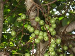Image result for Ficus sur