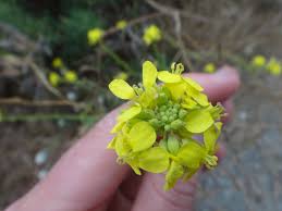 Image result for Brassica rapa