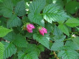 Image result for Rubus adolfi-friederici
