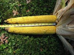 The Biggest Ear Of Corn This Year Ears Of Corn Corn Seed Corn