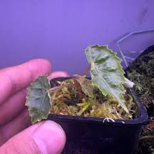 Image result for Begonia meyeri-johannis