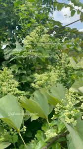 Image result for Clerodendrum umbellatum