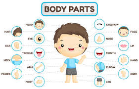 Body parts flashcards showing head, face, forehead, eye, eyelid, eyelashes, eyebrow, teeth, mouth. 7 739 Body Parts Kids Stock Photos And Images 123rf