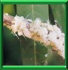 Epingle Sur Jardin