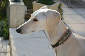 Saluki Persian Greyhound Dog Pet Portrait White Greyhound Beauty Male One Animal Pxfuel Checkout the kanni dogs to buy at very affordable rate near you here at dogspot.in. saluki persian greyhound dog pet