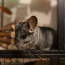 They have a longer tail, thinner neck and shoulders, and longer ears than the as pets, chinchillas are somewhat temperamental. Chinchilla Pet For Sale Bc Petslover