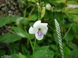 Image result for Asystasia sp. (Biegel 5184)