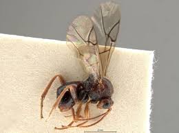 Image result for Scolopia mundii