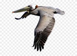 Make logos transparent in seconds with photoshop! Pelican Free Png Image Pelican Png Transparent Png 600x543 918975 Pngfind