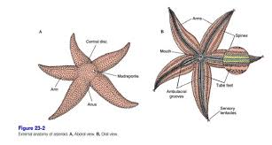 Bulu babi sering juga dijuluki sebagai landak laut. Echinodermata Pengertian Ciri Klasifikasi Peranan Reproduksi