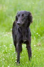 Ut enim ad minim veniam, quis nostrud. Langhaar Whippet Stehend Hundefoto Hundebild Foto Bild Belcani Sighthound Greyhound Dogs
